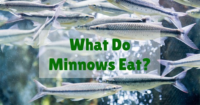 What Do Minnows Eat